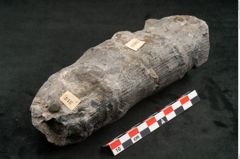 Foto (Seitenansicht) von Calamites communis Ettingshausen (NHMW-GEO-2024-0188-10967)